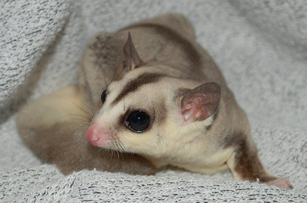 Photo of Endora
