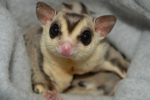Photo of Dobby