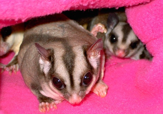 Photo of Zena