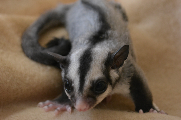 Photo of Ollie