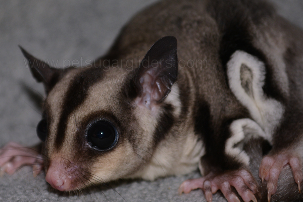 Photo of Breezie