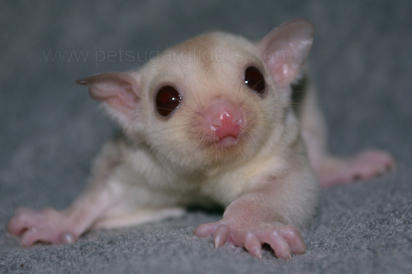 Photo of Callahan