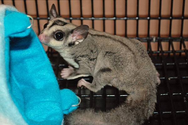 Photo of Oliver