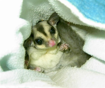 Photo of Pixie
