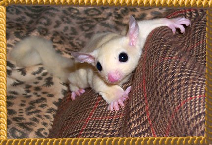 Photo of Sammie